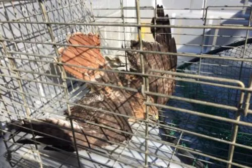 Profepa rescata un aguillila cola roja y recibe un aguililla se swainson en Baja California
