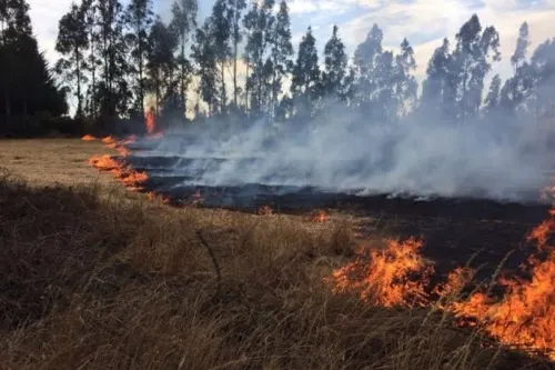 Sofocan 23 incendios forestales en los primeros seis días de este mes