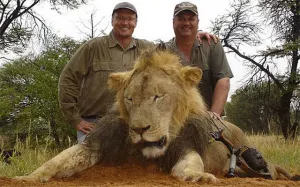 Estadounidense, culpable de matar a león insignia de Zimbabue