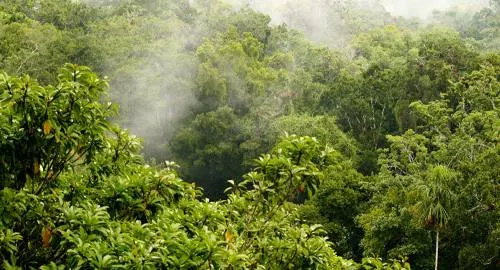 Buscan construir microsatélite mexicano para explorar selvas y bosques