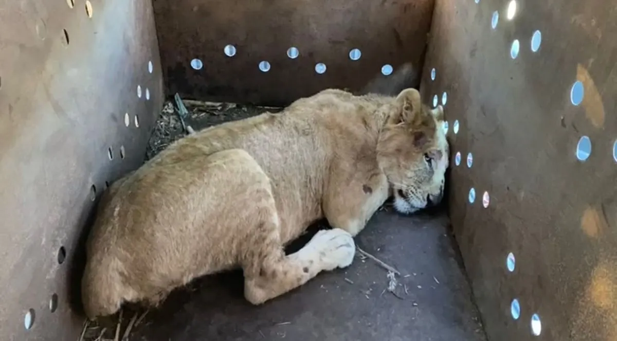 Cachorro Leon Rescatado Sinaloa Ostok Sanctuary
