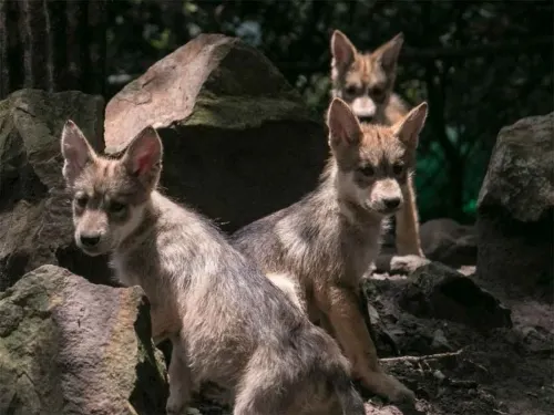 ¡Ponle nombre a seis lobos nacidos en Chapultepec!