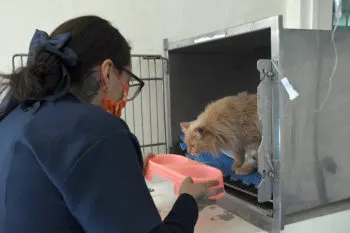 Hospital Veterinario para Pequeñas Especies BUAP, semillero de egresados con experiencia en atención de mascotas