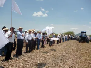 Prevé Sagarpa incremento del 3.6 por ciento en producción de sorgo en Puebla