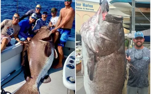 Extraño pez gigante de 150 kilos y 50 años fue capturado en Florida
