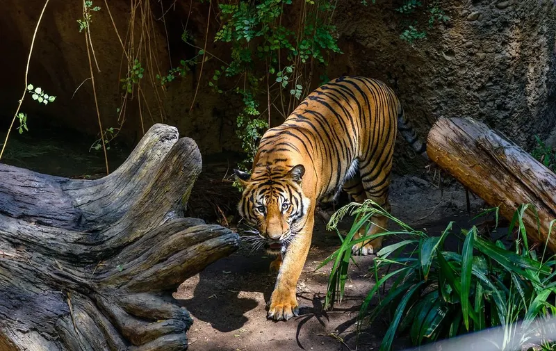 tigre-san-diego-zoo