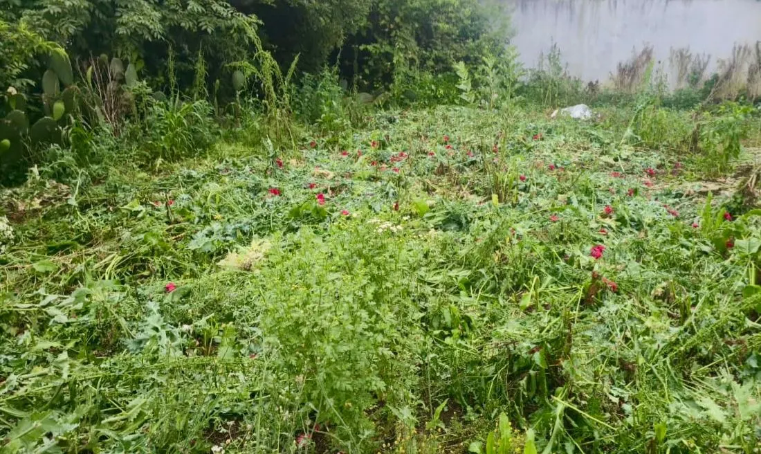 Sembradio Amapola Asegurado Atempan