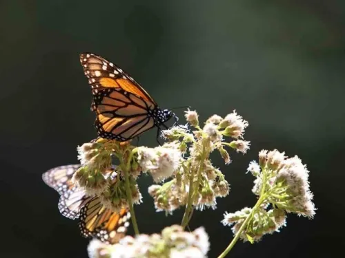 En 50 años podría extinguirse la mariposa Monarca