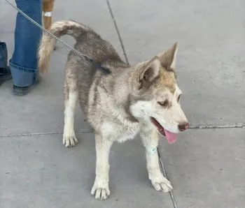 Llega Jornada de Bienestar Animal en la Unidad Deportiva Aníbal Abarca