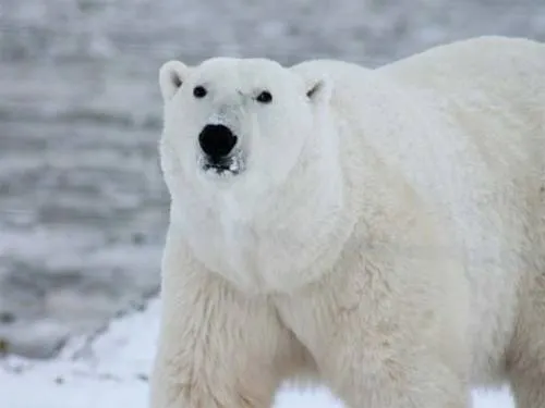 Oso polar mata a hombre que defendió a sus hijos