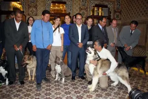 Presenta diputado nueva Ley de Protección a los Animales para Puebla