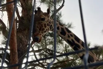 Jirafa Benito continúa bajo observación médica antes de su traslado a Africam Safari en Puebla