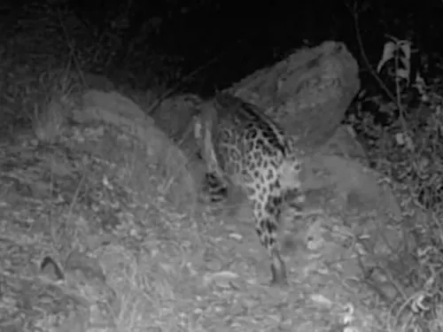 Por primera vez registran un jaguar libre en Zacatecas