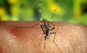 Fallece primera persona infectada de Zika en Malasia
