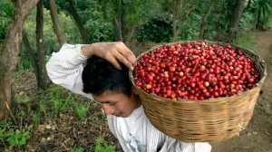Adelanta Sagarpa pago a cafetaleros de Huauchinango