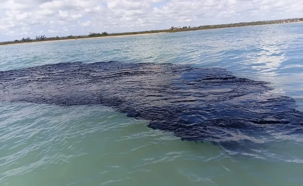Desastre ecológico: mancha de petróleo asfixia manglares y fauna marina del Golfo de México