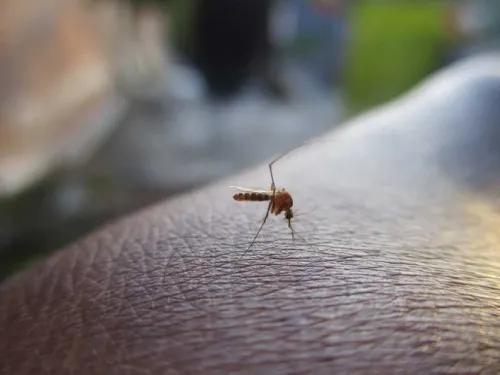 Honduras registra nueve muertos por dengue en 2020