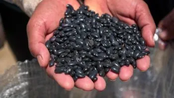 Puebla arranca abasto de frijol negro para programas del Sistema Estatal DIF