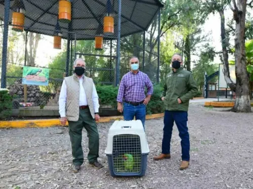 Guacamaya recibió disparo en Durango, hoy regresa a la vida silvestre