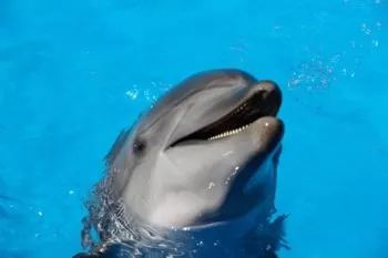Mincho, el delfín explotado por Dolphinaris, en riesgo de morir: Animal Heroes