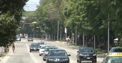 Salvarán el 90% de los árboles plantados sobre el trazo de la línea 3 del RUTA