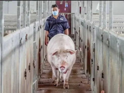 Llega a México primer cargamento de carne de cerdo procedente de Alemania