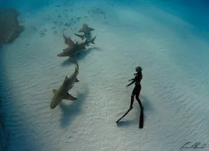 Modelo nada entre tiburones blancos para preservar la especie