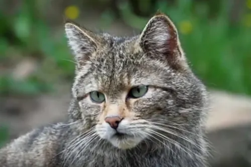 Mujer entra en coma tras ser arañada por su gato; le contagió una bacteria