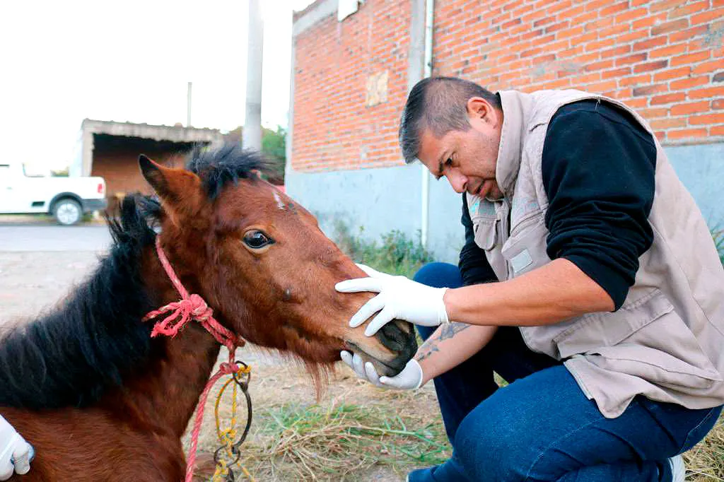 Yegua Mila Potranca Victima Maltrato Animal