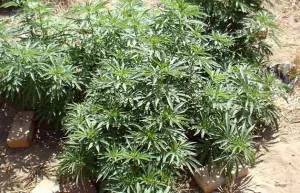 Legalizar marihuana no frenará violencia: Especialista