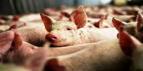China confirma nuevo brote de peste porcina africana
