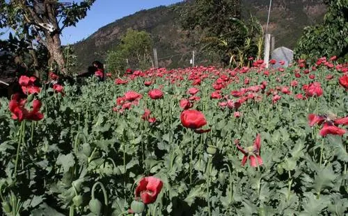 Congreso recibe iniciativa para legalizar amapola con fines medicinales