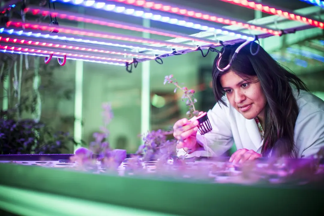 Becas Women In Stem Del British Council
