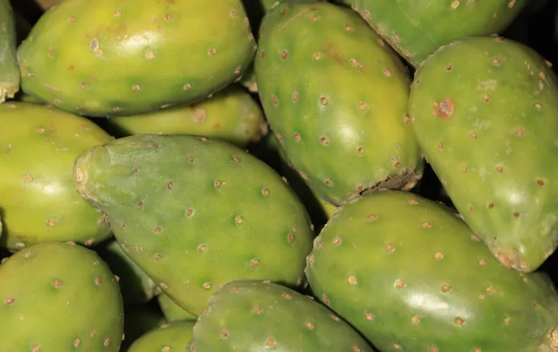 Feria de la Tuna y el Nopal