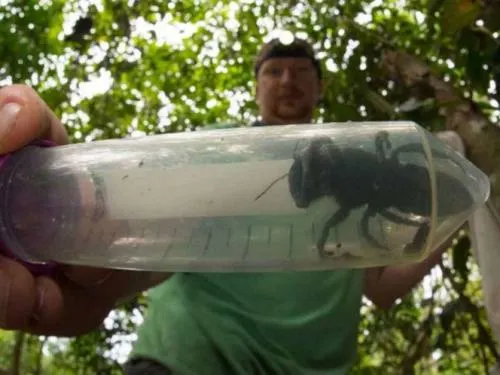 Encuentran a la abeja más grande del mundo en Indonesia