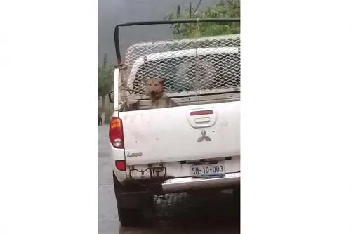 Episodio de maltrato animal podría tirar candidatura de Zenorina González