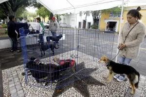 Dan en adopción al 90% de los perros que eran vendidos ilegalmente