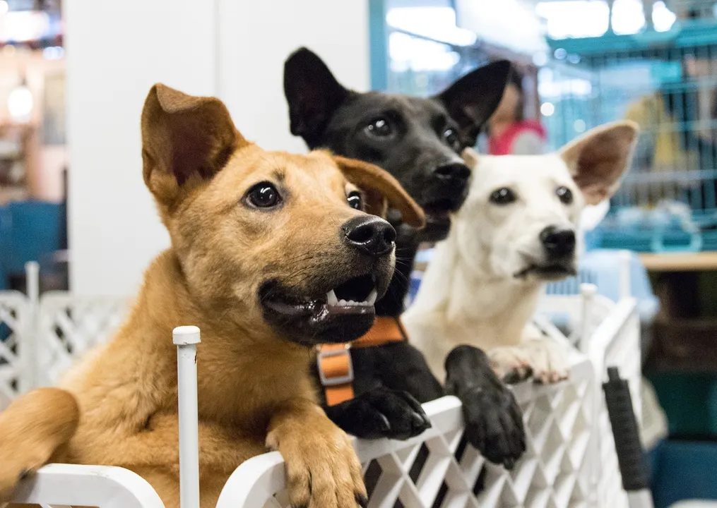 ¡Cambia la vida de un lomito! Conoce cómo adoptar perritos en Atlixco