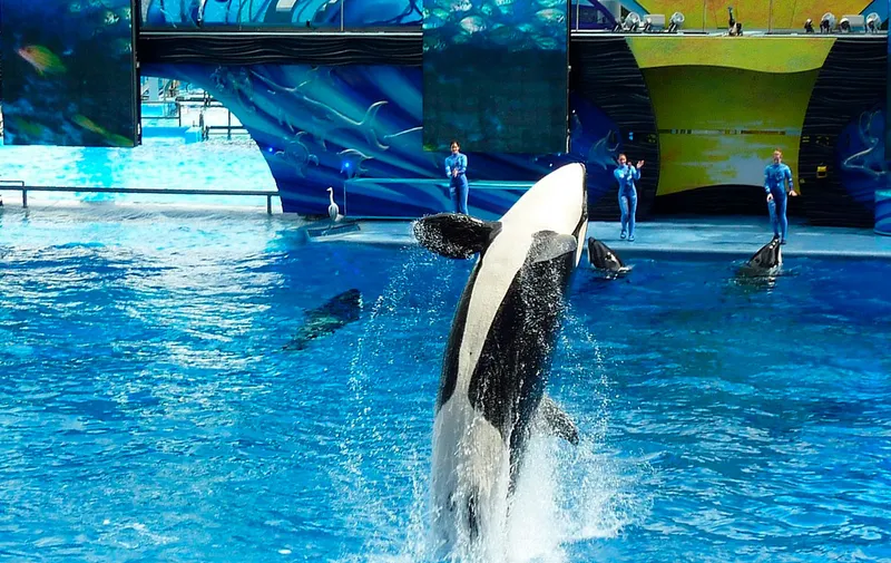 orca-seaworld-san-diego