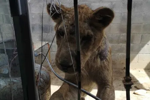 En solo dos días, la Profepa rescata a dos leonas en NL y Edomex
