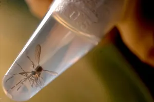 88% de casos de Zika están en Chiapas, Guerrero, Oaxaca y Veracruz