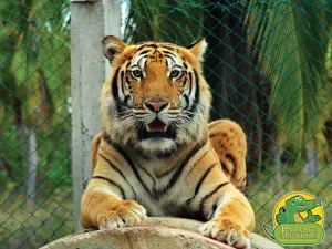 Tigre de Bengala que escapó pasea por 3 colonias de Guerrero