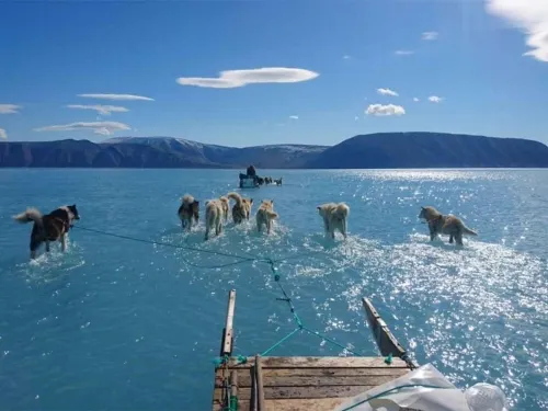 ¿Perros caminando sobre agua? La imagen que evidencia el deshielo en Groenlandia