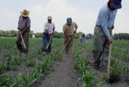 Seguro anti contingencias que reciben agricultores afectados es simbólico: Fundación Produce