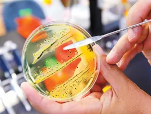 OMS alerta por bacterias resistentes