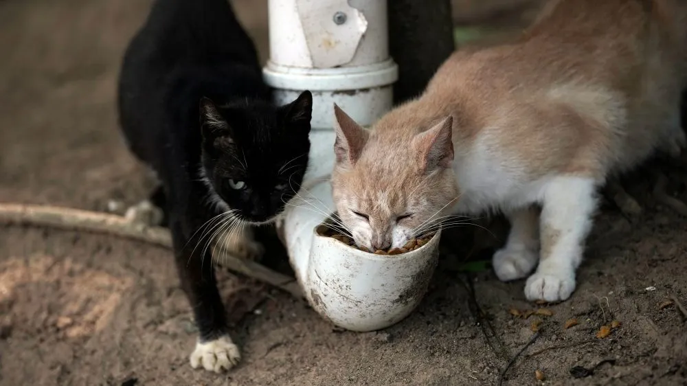 Por pandemia, aumenta cifra de gatos abandonados en una isla desierta en Brasil