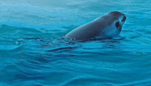 Persiste la crisis de la vaquita marina; no hay avances