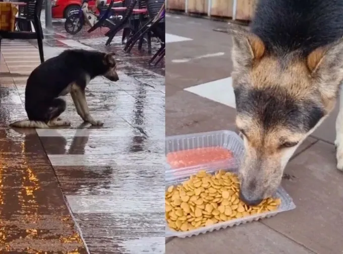 Perrita perdida