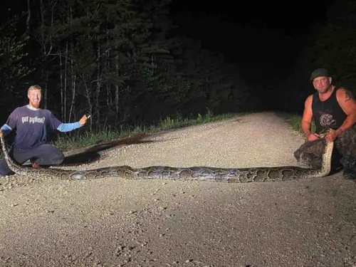 Capturan pitón birmana de casi seis metros, la más grande vista en Florida