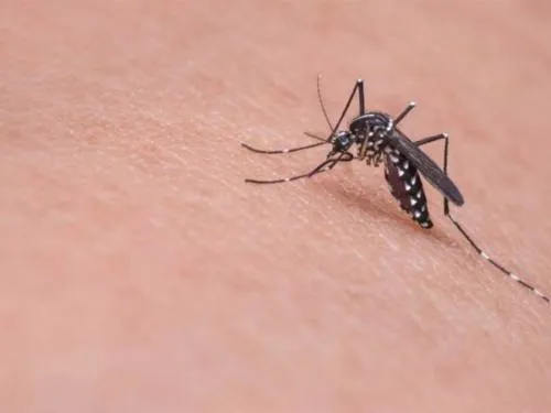 Cuidado con las picaduras de mosquitos en esta época de lluvia